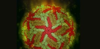 Cryo-EM: a scientific revolution is ongoing crio-em-zika virus