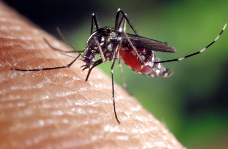 Mosquitoes to fight against tropical diseases