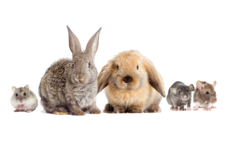 Associations’ comments on the Citizens Initiative to phase-out animal testing