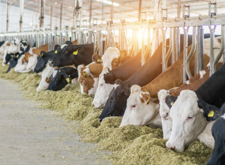 <strong>Data on sales of veterinary antibiotics</strong>