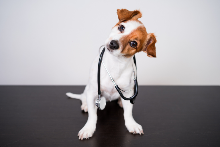 EMA publishes new guidelines for veterinary medicine stability data