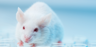 Global regulators call for broader adoption of alternatives to animal testing