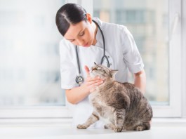 Medicinali per uso veterinario, le decisioni del comitato europeo Medicinali veterinari Veterinarian examining teeth of a cat while doing checkup at clinic