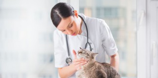 Medicinali per uso veterinario, le decisioni del comitato europeo Medicinali veterinari Veterinarian examining teeth of a cat while doing checkup at clinic