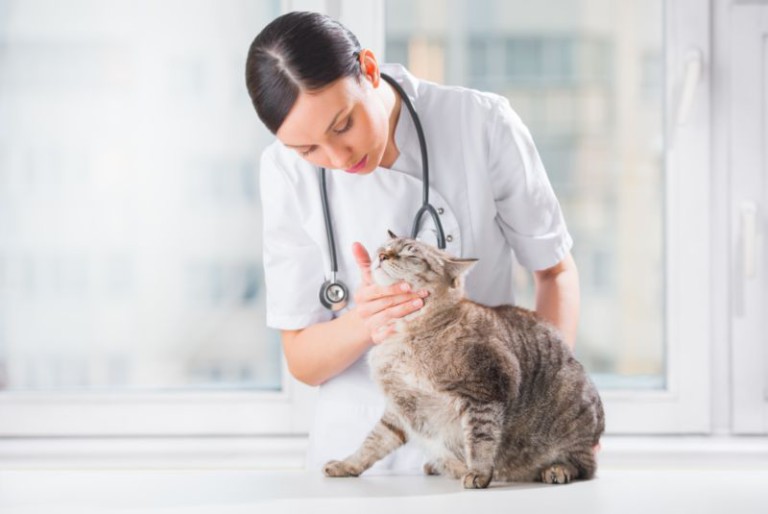 Medicinali per uso veterinario, le decisioni del comitato europeo