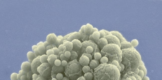 Creato in laboratorio il primo batterio sintetico