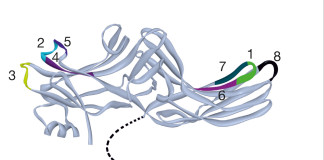 Un nuovo target molecolare di trasmissione del segnale