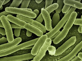 Il “secondo” genoma abita nell’intestino