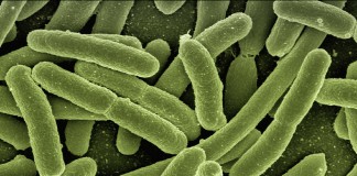 Il “secondo” genoma abita nell’intestino