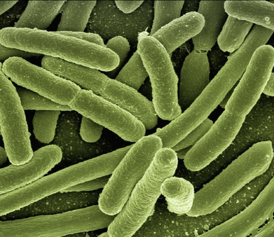 Il “secondo” genoma abita nell’intestino