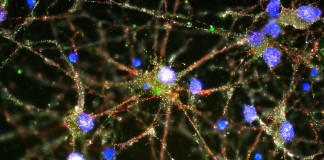 Verso nuovi target terapeutici per schizofrenia e Alzheimer