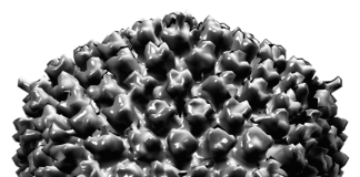 ISG15: un possibile target per farmaci antivirali ad ampio spettro