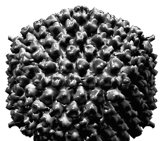 ISG15: un possibile target per farmaci antivirali ad ampio spettro