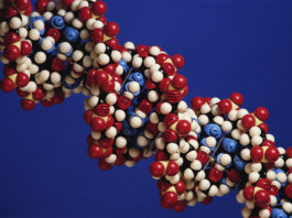 Identificato il gene CAMTA1 modificatore della Sla
