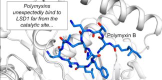 Polimixina B e polimixina E hanno attività antitumorale
