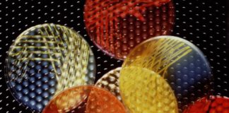 Le dodici famiglie di batteri resistenti obiettivo prioritario per l’OMS