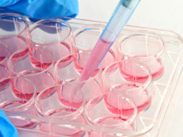 Un cittadino giapponese è il primo essere umano a ricevere cellule staminali eterologhe “riprogrammate”