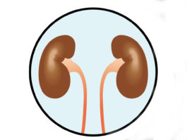 SBI-101 per il danno renale acuto entra nella fase clinica