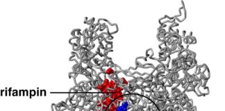 Pseudouridimicina, nuovo antibiotico attivo anche sui batteri resistenti