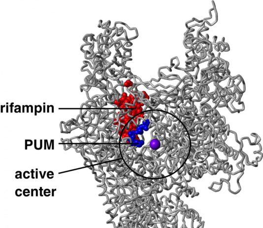 Pseudouridimicina, nuovo antibiotico attivo anche sui batteri resistenti