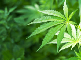 Cannabis per uso terapeutico