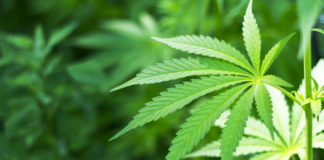 Cannabis per uso terapeutico