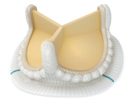 Nuova valvola aortica biologica Avalus