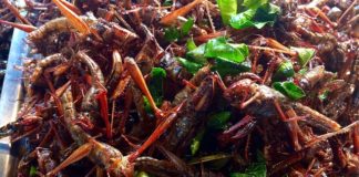 Insetti, Ministero precisa “in Italia commercializzare insetti non è ancora permesso” Dal primo gennaio è entrato in vigore il Regolamento UE 2015/2283 sui novel food. Ministero blocca commercializzazione insetti in Italia