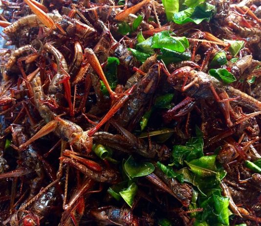 Insetti, Ministero precisa “in Italia commercializzare insetti non è ancora permesso” Dal primo gennaio è entrato in vigore il Regolamento UE 2015/2283 sui novel food. Ministero blocca commercializzazione insetti in Italia