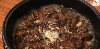 Linea guida Efsa per preparare il dossier tecnico di un novel food novel food linea guida Efsa