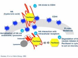 Paclitaxel bio-coniugato con acido ialuronico per il carcinoma papillare della vescica