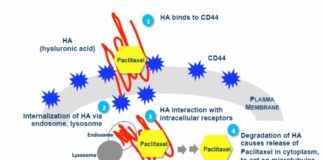 Paclitaxel bio-coniugato con acido ialuronico per il carcinoma papillare della vescica
