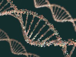 Il gene ADH5, l’enzima GNSOR e l’invecchiamento