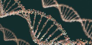 Il gene ADH5, l’enzima GNSOR e l’invecchiamento