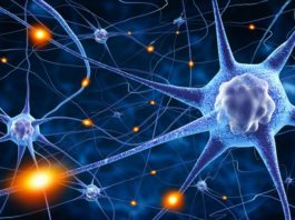 Dati su ocrelizumab per la sclerosi multipla recidivante Durante il convegno americano di neurologia AAN sono stati presentati nuovi dati su ocrelizumab per la sclerosi multipla recidivante che evidenziano riduzioni significative dell’attività di malattia e della progressione della disabilità