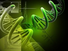 Svelata la struttura molecolare dell’enzima LH3 Dna