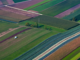 Botanicals, garantire materie prime vegetali di qualità Botanicals garantire materie prime vegetali di qualità per gli integratori