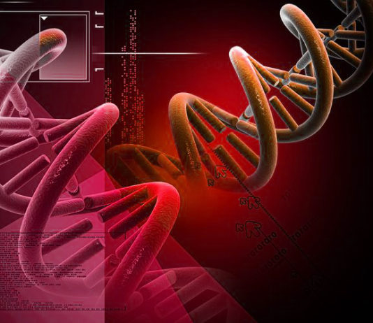 Svelato il ruolo delle cellule staminali del sangue