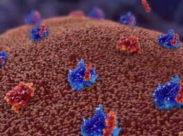 Rimborsabile l’associazione venetoclax compresse e rituximab per la leucemia linfatica cronica La rimborsabilità rilasciata da parte di AIFA all'associazione venetoclax compresse e rituximab apre la strada anche in Italia ad un’opzione terapeutica chemo-free, con una durata fissa di trattamento di 24 mesi per la leucemia linfatica cronica
