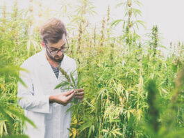 Cannabinoidi, autorizzata alla coltivazione la prima azienda in Italia