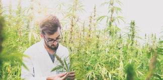 Cannabinoidi, autorizzata alla coltivazione la prima azienda in Italia