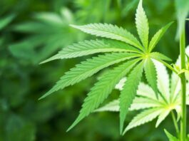Farmaci a base di cannabis, un’acquisizione da 7,2 miliardi di dollari