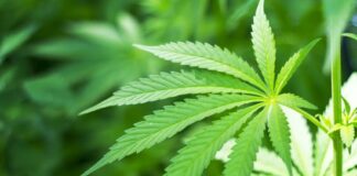 Farmaci a base di cannabis, un’acquisizione da 7,2 miliardi di dollari