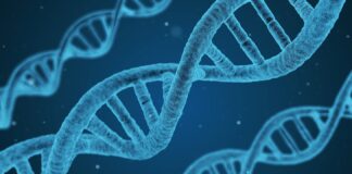 Genome-wide association studies per approfondire i determinanti delle malattie