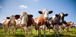 Antibiotici, scende l’uso negli animali destinati all’alimentazione umana