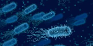 EMBL, i farmaci si possono accumulare nei batteri intestinali