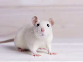 EMA: early dialogue per minimizzare la sperimentazione animale
