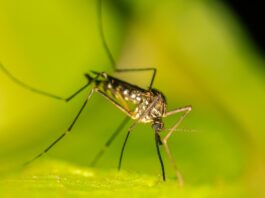 Il primo vaccino per la malaria raccomandato dall’OMS