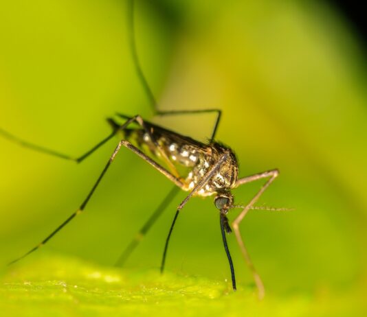 Il primo vaccino per la malaria raccomandato dall’OMS