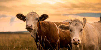 Il nuovo regolamento europeo sui farmaci veterinari è entrato in vigore
